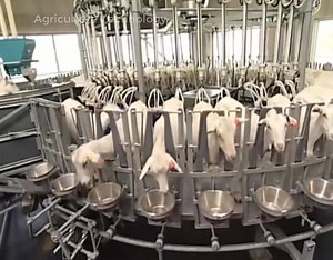6.3K views · 39 reactions | Automatic Goat Milking Equipment - The Process of Making Goat Cheese | Billboard Video | Facebook