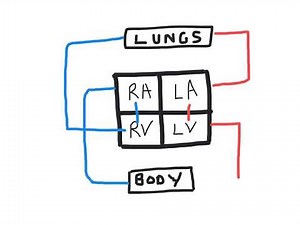 GCSE PE - The cardiac cycle and key terms made easy
