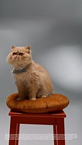 We do Toyota Insurance | Pacific Toyota