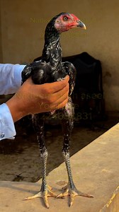 Basheer purbana aseel breed rooster | Nadeem shah aseel