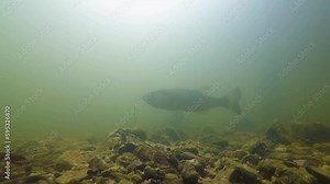 Large mouth bass underwater guarding bed in Lake Murray, SC