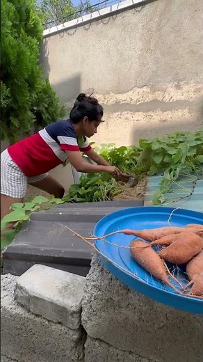 ගෙවත්තෙන් කෑම මේසයට 🍠