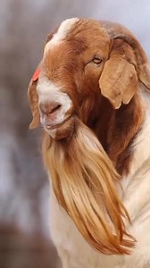 87K views · 2.8K reactions | One of the pillars of our Boer goat...