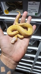 Banana mahogany bp pinstripe clown male 🤎🤎🤎🤎 #royalpythons #ballpythonlove #beardeddragon #reptilebreeder #snek #morph #leopardgecko #petsnake #herpetology #animal #morphs #cornsnake #snakelove #reptilelove #livingart #ballpythonofinstagram #snakelovers #reptilesofinsta #serpent #ballpythonsnake #nature #ballpythonlover #babyballpython #snakesofinsta #crestedgecko #ballpythonmorphsofinstagram | Xclusive ball pythons