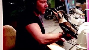 Libbi Gorr filling in for Red Symons back tomorrow for breakfast with a menagerie of guests | ABC Melbourne