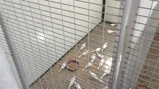 11 reactions | Breeding Tips for Snow White Doves: Pair Selection:...