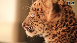 From a vulnerable orphan to a fierce survivor! Simba's life started with hardships when this 2-month-old leopard cub was found stranded in a sugarcane field. After multiple failed attempts to reunite this little one with his mother, he was hand reared by our experienced staff at Wildlife SOS. Today, at the age of 3, Simba has grown into a magnificent leopard who is pampered day and night by our staff at the Manikdoh Leopard Rescue Centre in Maharashtra. He spends his days rolling on the grass, r