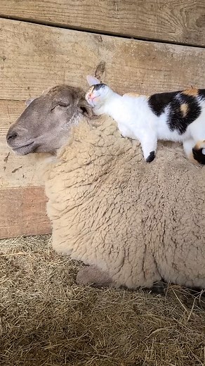 26K views · 480 reactions | Quand tu as trop envie d'un câlin   McKenna Ray . . . . #overjoyed #radiomontblanc #love | Radio Mont Blanc | Facebook