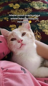 629K views · 10K reactions | Yang punya anabul pasti tau jika mereka sudah bertingkah aneh itu artinya | Peduli Kucing Jalanan | Facebook