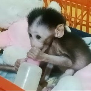 5K views · 78 reactions | Baby again learns to self-drink his own milk | 99TH | Facebook