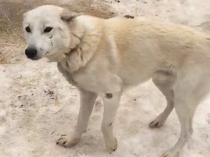 OSPCA launches cruelty probe into conditions of sled dogs