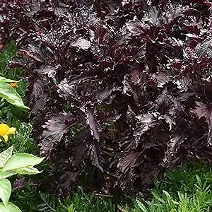 CHUXAY GARDEN 20 Seeds Purple Ruffles Basil Seeds for Planting Comfrey Plant Purple Basil,Ocimum Basilicum Edible Beauty Flavor Annual Herb Plants Striking Landscaping Plant Culinary Herb Collection