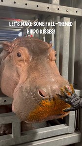 Get ready for OUR famous hippos 😉 to create some adorable, fall-themed hippo kisses! 🎃🦛💋 Plus, we had some special guests join the fun in making these one-of-a-kind paintings! 🐧✨ | Adventure Aquarium