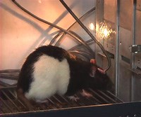 Self-administration Studies: Principle and Protocol