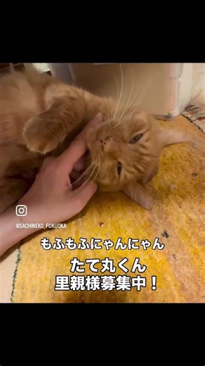 可愛いたて丸くんは里親様募集中です！ #さち猫福岡譲渡会 #応援お願いします #福岡市 #保護猫