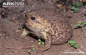 Cape rain frog - Alchetron, The Free Social Encyclopedia
