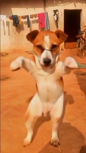 😃😃dogs dance ai #youtube #viral video