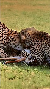 Agony of the Hunt: 3 Cheetahs FIGHT Over Baby Antelope Prey! (Intense Wildlife Battle)