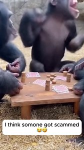 15K views · 17 reactions | Monkey poker night gone wrong  | Trucos Panda | Facebook
