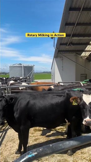 Rotary Milking in Action