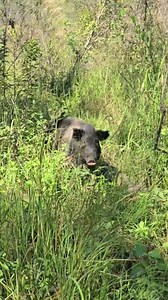 Craving Adventure exploring the NT 🐗🏞 @wedgetail_industries #Craving #family #adventure #swimming #hunting #fishing #boaringaustralia #northerterritory | Boaring Australia