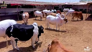 18 reactions | 裡*GoldStar Cattle Farm* 裡 *2023* خاموش رہنا میرا انداز ہے۔۔۔ کمزوری نہیں۔۔۔  NAGEENO KO YUN TARASHA HAI MAIN NE , KE TUM BHI DEKHO GY TO DIL SE KHUSH HOGY  Presenting its finnest Quality Collection ..拾 HEAVY Bachriyan aur Bachrey.. Behtreeen Palaat aur Runng…  الحمداللہ #GoldStarCattleFarm #CattleCrazepk #MashaAllah #HeavyCollection #Season2023  | Mandi Scenes | Facebook