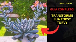 Você conhece a Echeveria Topsy Turvy? Neste vídeo, revelamos fatos incríveis que você precisa saber sobre essa suculenta fascinante! Descubra seus segredos de cultivo, curiosidades e por que ela é tão amada pelos colecionadores. Não perca essas dicas essenciais para cuidar da sua Topsy Turvy. Visite nossa loja online Weny Plantas para adquirir suculentas incríveis e se inscreva no canal para mais conteúdos exclusivos! #wenyplantas #plantas #suculentasbrasil #cactobrasil #natureza ##decoracaodein