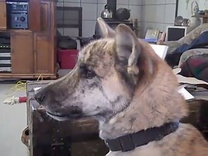 How to tease your dog... Hilarious! | Smart Hacks