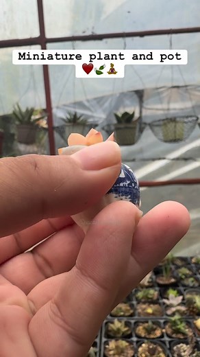 Miniature bonsai plant ❤️🍃 no drainage pot ❤️ #fyppppppppppppppppppppppp #cactaceaelady #succulentph #cactuslover #mangave #plantsmakepeoplehappy #halaman #Sanse #ALOE #agave #miniature | CactaceaeLady
