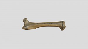 Adult Wombat Right Femur - Download Free 3D model by AdamPimlott
