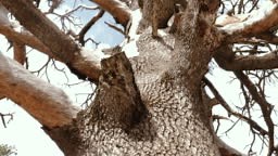 Abstract dry dead Atlas cedar tree in Azrou, Morocco. Concept of...