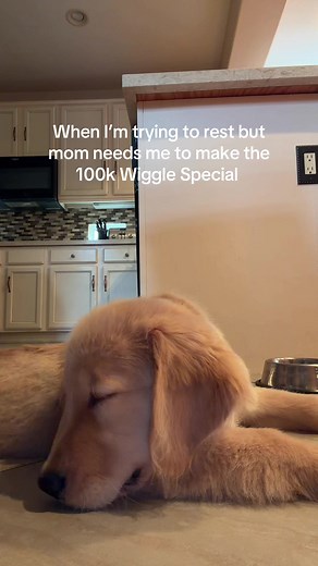 Golden Retriever wiggle special: 100k Wiggle Special for Biscuit