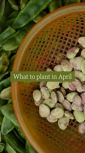19 reactions | 六‍ What to plant in April. Our quick-start guide...