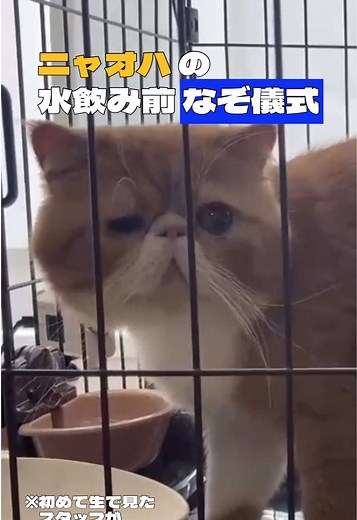 保護猫ニャオハが水を飲む前にカキカキする理由｜可愛い習性観察