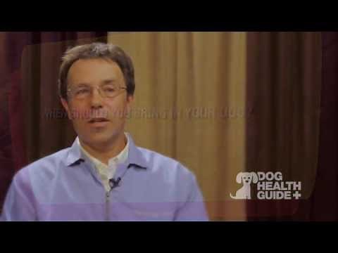 Treating Dog Upset Stomach