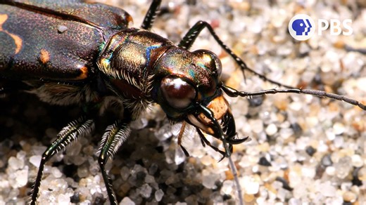 Tiger Beetles Bite First, Ask Questions Never | KQED