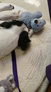 34 reactions | After a nap...Agatha comes alive and entertains the visitors at Bonita Springs Utilities, Inc. Health Fair! | Gulf Coast Humane Society | Facebook