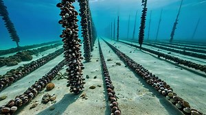 Mussel Farming, Underwater Ropes Cultivating Shellfish Stock Footage - Video of ecosystem, production: 351803798
