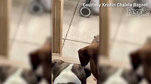 Groundhog Eating Pizza