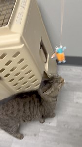 🐈🐈‍⬛. CAT OF THE DAY. 🐈‍⬛🐈 Libby Age: 5 years old Breed: DSH. Tabby Sex: Female Traits: Gentle, Quiet 724🐈245🐈‍⬛7815 Fayette Friends of Animals 223 Searights Herbert Rd Uniontown, Pa 15401 Kennel license 2056 | Fayette Friends of Animals