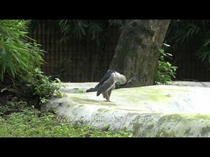 Black Crowned Night Heron