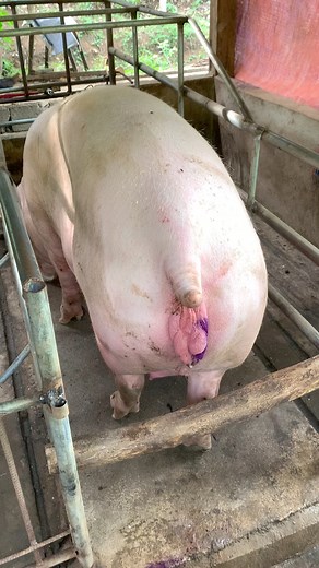 Guba man kayo. Pang 3rd parity pa. | R&R Pig Farm