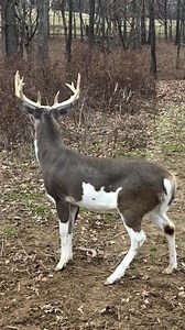 Ever seen a deer that looks like a cow? This rare piebald buck is a sight to behold! #wildlife #nature #rare | Oddcat cosplay