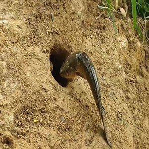 10K views · 73 reactions | How to catch snakes in the pit | Elephants | Facebook