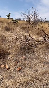 Ya viene la Rubí !!! Cuando la chincharra canta , el águila muere !!! Feliz domingo ! | Victor Burro Orozco