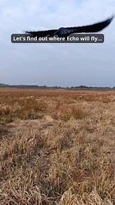 5.6K views · 206 reactions | Where will Echo fly today? #raven #fly #gps #echo #best #poland #life #nature #echo #kruk #wild #boar | Echo the Raven | Facebook