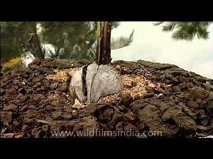 Coconut growing from the seed which is a coconut itself!