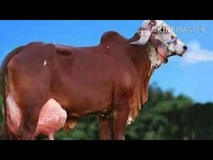 GIR COW IN BRAZIL !!