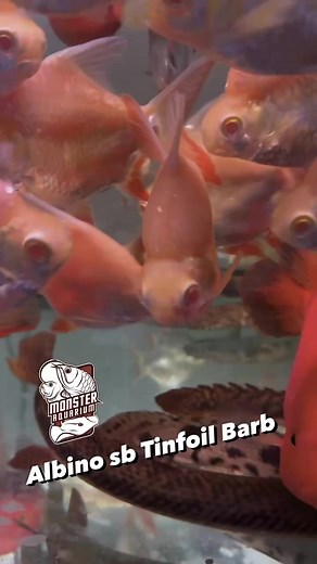 2.8K views · 24 reactions | @monsteraquarium “We have a limited supply of flawless short-bodied albino tinfoil barbs, each measuring 5-6 inches, ideal for tank companions. They are now available for shipping to all states.” #monsteraquariumonline #monsteraquariumon9 #monsteraquarium #tinfoilbarb #albinotinfoilbarb #monsterfishkeeper #monsterfishtank #tank #fishtank #fish #tropicalfish | Monster Aquarium Inc. | Facebook