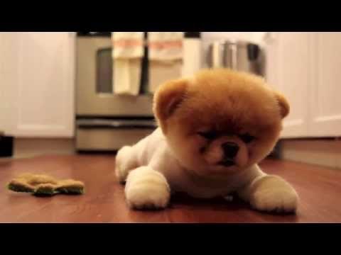 EL PERRO MÁS BONITO DEL MUNDO